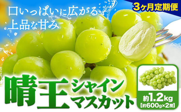 [3ヶ月定期便]ぶどう シャインマスカット 晴王 1.2kg 2房 ハレノフルーツ(アストライ)[7月上旬-9月末頃出荷]岡山県 浅口市 送料無料 フルーツ 果物 マスカット お取り寄せフルーツ[配送不可地域あり](北海道・沖縄・離島)---124_c1116tei_7j9m_24_118000_jul3---