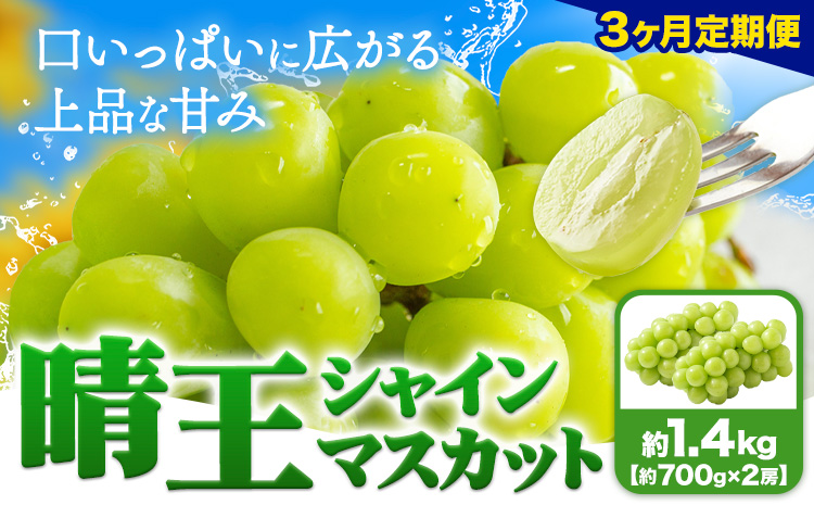 [3ヶ月定期便]ぶどう シャインマスカット 晴王 1.4kg 2房 ハレノフルーツ(アストライ)[7月上旬-9月末頃出荷]岡山県 浅口市 送料無料 フルーツ 果物 マスカット お取り寄せフルーツ[配送不可地域あり](北海道・沖縄・離島)---124_c1117tei_7j9m_24_129000_jul3---