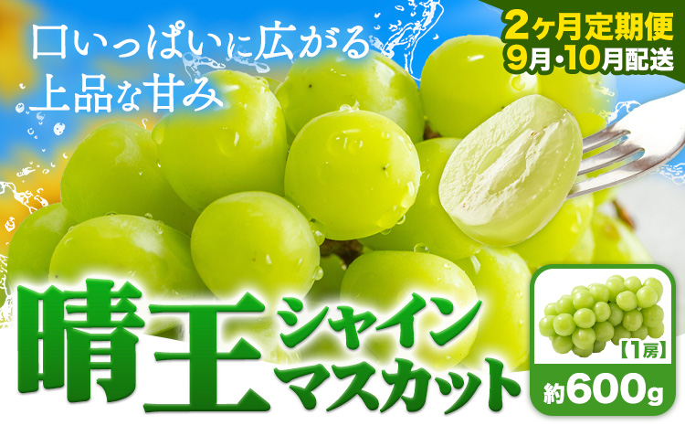 [2ヶ月定期便]ぶどう シャインマスカット 晴王 600g 1房 ハレノフルーツ(アストライ)[9月上旬-10月末頃出荷]岡山県 浅口市 送料無料 フルーツ 果物 マスカット お取り寄せフルーツ[配送不可地域あり](北海道・沖縄・離島)---124_c1126tei_9j10m_24_36000_sep2---