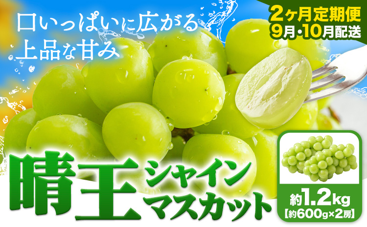 [2ヶ月定期便]ぶどう シャインマスカット 晴王 1.2kg 2房 ハレノフルーツ(アストライ)[9月上旬-10月末頃出荷]岡山県 浅口市 送料無料 フルーツ 果物 マスカット お取り寄せフルーツ[配送不可地域あり](北海道・沖縄・離島)---124_c1128tei_9j10m_24_64000_sep2---