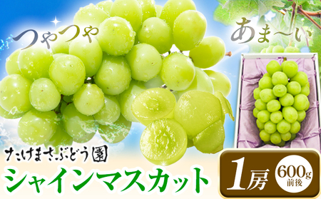[2026年先行予約]ぶどう シャインマスカット 1房 たけまさぶどう園 [2026年9月上旬-10月中旬頃出荷]岡山県 浅口市 フルーツ デザート おやつ マスカット 果物 国産 岡山県産 くだもの 青果物 送料無料[配送不可地域あり](離島)---124_c2006_9a10b_25_17000_1---st-p