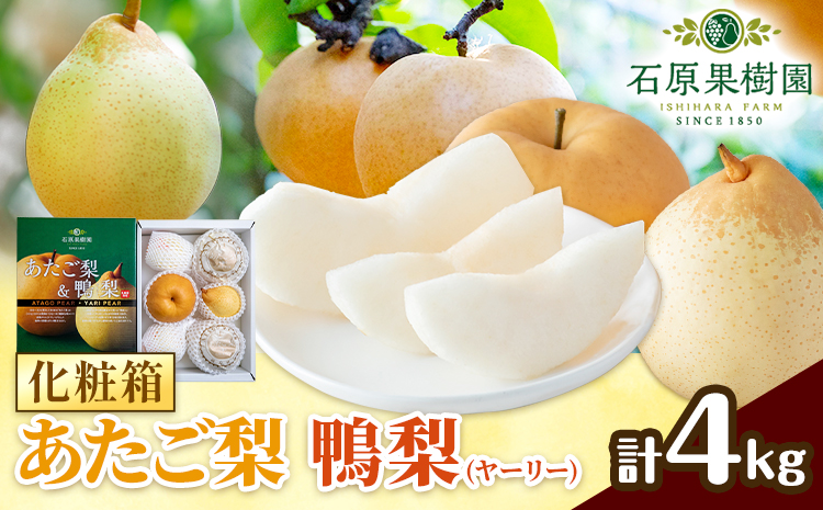 [先行予約]梨 なし 梨 旬 あたご梨 鴨梨 詰め合わせ 計約4kg 化粧箱 石原果樹園 [11月中旬-12月下旬頃より発送予定]岡山県 浅口市 果物 フルーツ 梨 詰め合わせ---124_3183_11b12c_25_23000_4kg---
