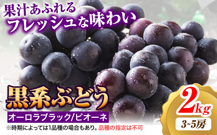 [2026年先行予約] ぶどう 2kg ピオーネ オーロラブラック 岡山県産[2026年9月上旬-9月中旬頃出荷]ひらた農園 岡山県 浅口市 ぶどう 果物 ギフト---124_2002_9a9b_25_14500_2kg---st-p