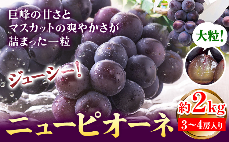 [先行予約]ぶどう ピオーネ ニューピオーネ 約2kg 3~4房 果物 スイーツ フルーツ デザート 葡萄 吉備高原の農園 幸屋 sachiya 岡山県 浅口市[9月上旬から9月中旬に発送予定(土日祝除く)]---124_2000_9a9b_25_17000_2kg---