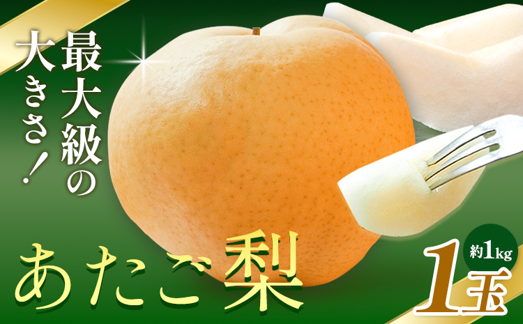 [先行予約]梨 あたご梨 1玉(約1kg) 株式会社藍[2026年11月中旬-12月上旬頃出荷] 岡山県 浅口市 岡山県産 なし フルーツ 果物 くだもの ナシ 大玉 送料無料---124_3239_11b12a_25_11500_1---
