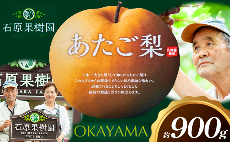 梨 あたご梨 1玉 約900g 贈答箱入り 石原果樹園[2026年11月中旬-12月下旬頃出荷]岡山県 浅口市 フルーツ 果物 ギフト 贈り物 国産 岡山県産 送料無料---124_3322_11b12c_25_10000_900g---