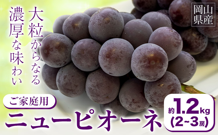 [先行予約]ご家庭用 岡山県産 ニューピオーネ 約1.2kg 2-3房 晴れの国 おかやま館(つむぐ株式会社)[8月下旬-10月上旬頃出荷]岡山県 浅口市 ぶどう 葡萄 果物 フルーツ 送料無料[配送不可地域あり](離島)---124_c2192_8c10a_25_16000_1200g---
