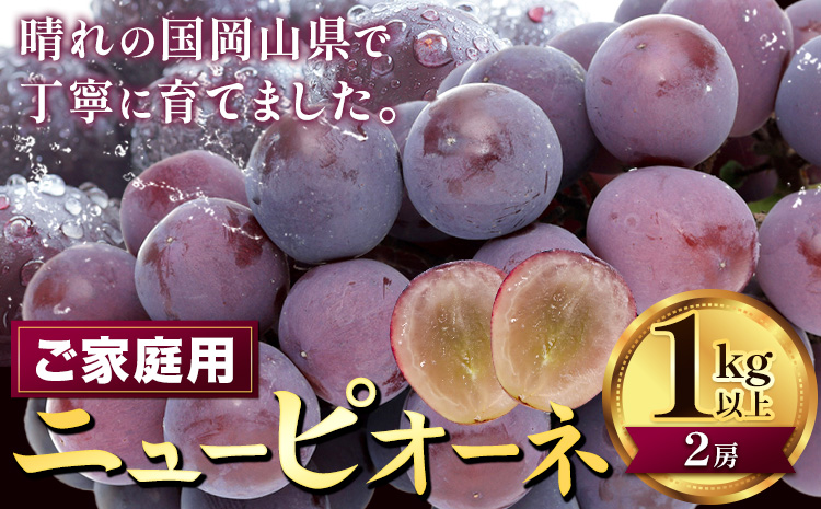 [2026年先行予約]ぶどう ニューピオーネ ご家庭用 1kg 以上 2房[2026年8月上旬-9月中旬頃出荷]株式会社fruceed ぶどう 送料無料 岡山県 浅口市 ぶどう フルーツ 果物 くだもの ピオーネ 家庭用---124_c2004_8a9b_25_10000_1kg---st-p