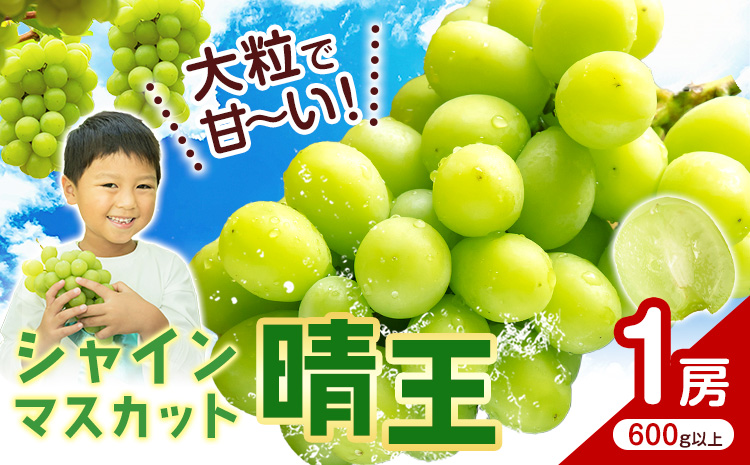 シャインマスカット[晴王] 岡山県産 1房(600g以上)[先行予約] 株式会社Myself[2025年9月上旬-11月上旬頃出荷]マスカット 送料無料 岡山県 浅口市 ぶどう フルーツ 果物 贈り物 ギフト---124_c1009_9j11j_24_13000_600---