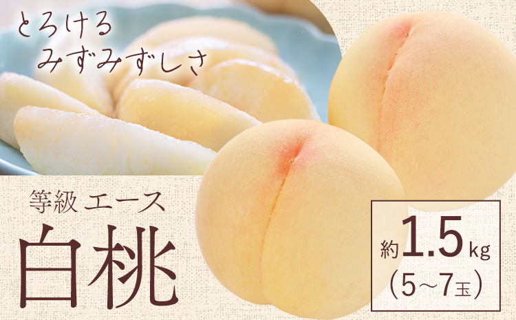 [先行予約]白桃 等級 エース 約1.5kg 5〜7玉入り もも モモ 岡山 国産 フルーツ 果物 桃茂實苑[6月中旬-8月下旬頃出荷]岡山県 浅口市 フルーツ モモ 果物 青果 旬 白桃 国産 岡山県産[配送不可地域あり]---124_c2125_6b8c_25_18000_1500g---