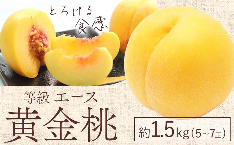 [先行予約]黄金桃 等級 エース 約1.5kg 5〜7玉入り もも モモ 岡山 国産 フルーツ 果物 桃茂實苑[8月中旬-9月上旬頃出荷]岡山県 浅口市 フルーツ 桃 もも 果物 青果[配送不可地域あり]---124_c2133_8b9a_25_16500_1500g---