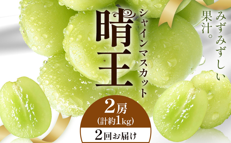 [2026年発送先行予約]シャインマスカット 晴王 2回お届け 2房(合計約1kg) シャイン マスカット[2026年9月中旬-10月中旬頃出荷予定] 晴レ乃青果(岡山中央卸売市場店(富士紙工有限会社)) 送料無料 岡山県 浅口市 フルーツ 果物 岡山県産[配送不可地域あり]---124_c2237_9b10b_56000_sep2_tei---