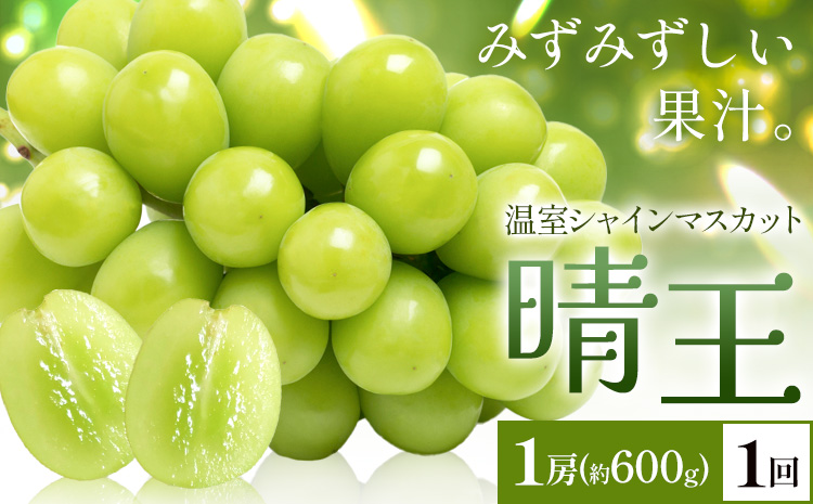 [2026年発送先行予約]シャインマスカット 温室 晴王 1房(約600g) 1回お届け シャイン マスカット[2026年7月中旬-8月中旬頃出荷]晴レ乃青果 (岡山中央卸売市場店(富士紙工 有限会社)) 送料無料 岡山県 浅口市 フルーツ 果物 岡山県産[配送不可地域あり]---124_c2219_7b8b_24500_600---