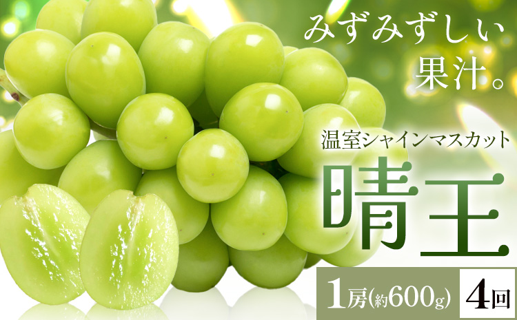 [2026年発送先行予約]シャインマスカット 温室 晴王 1房(約600g) 4回お届け シャイン マスカット[2026年7月中旬-10月中旬頃出荷]晴レ乃青果 (岡山中央卸売市場店(富士紙工 有限会社)) 送料無料 岡山県 浅口市 フルーツ 果物 岡山県産[配送不可地域あり]---124_c2231_7b10b_88000_jul4_tei---