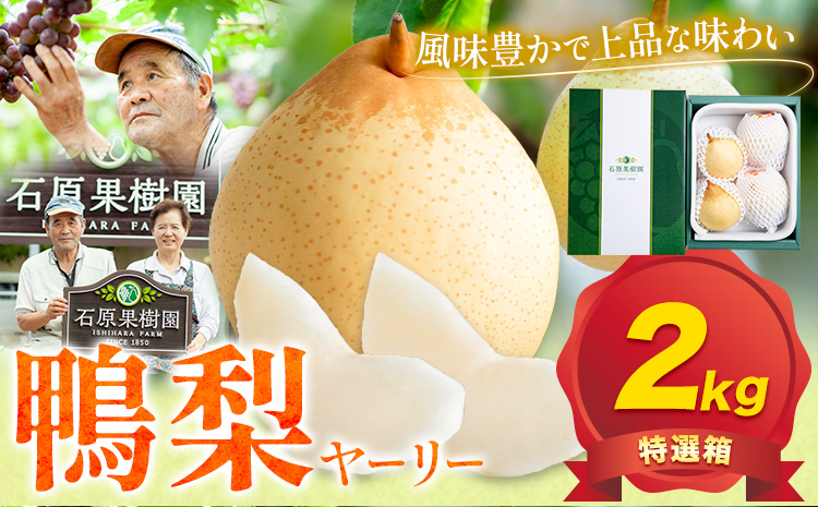 【2026年先行予約】梨 なし 鴨梨 ヤーリー 特選箱 2kg（3～6玉入り） 石原果樹園 《2026年11月中旬-12月下旬頃より発送予定》---124_3174_11b12c_25_14500_2kg---