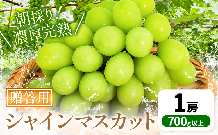 贈答クラス シャインマスカット 1房 (700g以上) OEC KINGDOMぶどう家 [8月下旬-10月上旬頃出荷]岡山県 浅口市 ぶどう 果物 贈答用[配送不可地域あり](離島)---124_c3254_8c10a_25_16000_1p---