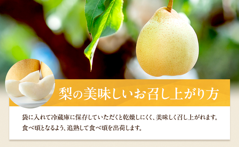 梨 2026年 先行予約 備前乙女梨（鴨梨） 6～9玉 合計約4kg【11月下旬～12月中旬頃発送】 ナシ なし 岡山県産 国産 フルーツ 果物 ギフト 石原果樹園