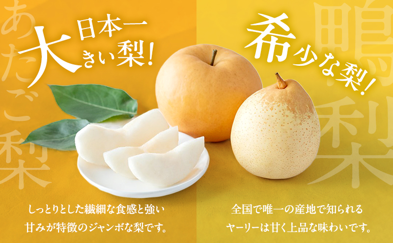 梨 2026年 先行予約 ご家庭用 あたご梨・鴨梨（ヤーリー）詰め合わせ 約4kg あたご梨2～3玉 ヤーリー3～6玉 化粧箱【11月下旬～12月中旬頃発送】 ナシ なし 岡山県産 国産 フルーツ 果物 石原果樹園