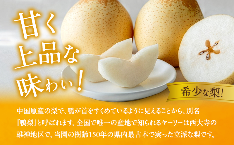 梨 2026年 先行予約 ご家庭用 鴨梨（ヤーリー） 6～13玉入り 約4kg 化粧箱【11月下旬～12月中旬頃発送】 ナシ なし 岡山県産 国産 フルーツ 果物 石原果樹園 家庭用