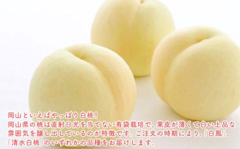 【2026年先行予約】 桃 岡山県産 白桃 光センサー選果 厳選 ロイヤル 約1.5Kg （6～7玉） 《2026年6月下旬-7月中旬頃出荷》 白桃 はくとう モモ もも 桃 数量限定 岡山 里庄町