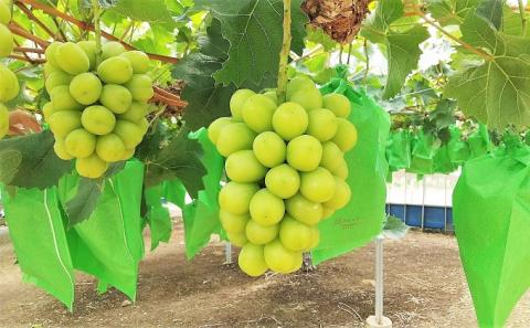 【2025年先行予約】 ぶどう 冬の贅沢 シャインマスカット 1房(700g以上)【11月27日から12月12日の期間に発送】 葡萄 ブドウ 岡山県産 フルーツ 果物 数量限定 期間限定 岡山 里庄町