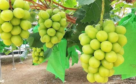 【2025年先行予約】 ぶどう 夏と冬の 贅沢 シャインマスカット 7月と12月に分けて お届け ！ 葡萄 ブドウ 岡山県産 フルーツ 果物 数量限定 期間限定 岡山 里庄町