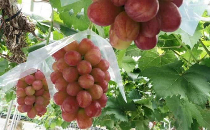 【2026年先行予約】 ぶどう 岡山県産 皮ごと 食べられる マスカット ビオレ 種無し 約1.0kg（2房） 《2026年9月下旬-10月下旬頃出荷》 葡萄 ブドウ フルーツ 果物 数量限定 期間限定 岡山 里庄町