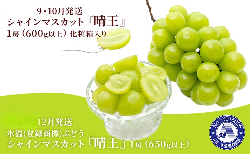 ぶどう 2025年 先行予約 3回お届け！  晴れの国 岡山の シャイン マスカット  晴王 ×3回！（各1房） 葡萄  岡山県産 国産 フルーツ 果物 ギフト