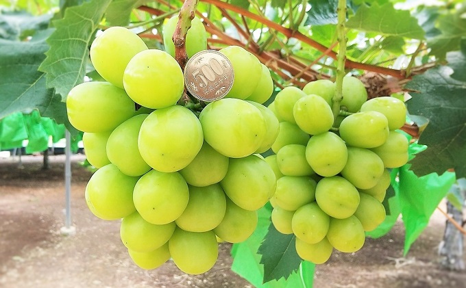 シャインマスカット あたご梨 フルーツ 定期便 2回 コース ぶどう 梨 岡山 果物 先行予約 2025年 岡山県 なし ナシ 人気 新鮮 ギフト 旬