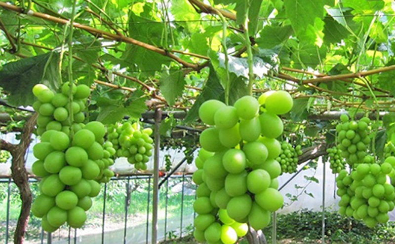 【2026年先行予約】 ぶどう 岡山県産 たたらみねらる シャインマスカット 1房(約550g) 《2026年8月下旬-10月下旬頃出荷》 葡萄 ブドウ フルーツ 果物 スイーツ 数量限定 期間限定 岡山 里庄町