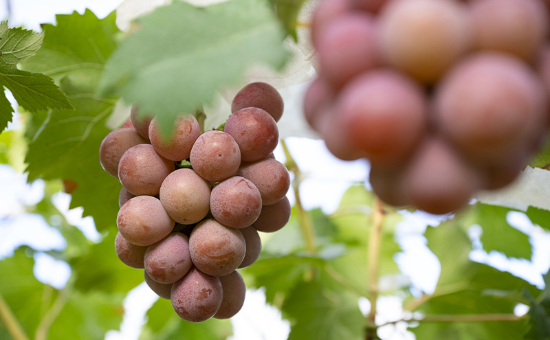 【2026年先行予約】 ぶどう 岡山県産 クイーンニーナ 1kg箱（2～3房） 《2026年8月下旬-9月下旬頃出荷》 葡萄 ブドウ 岡山県産 フルーツ 果物 スイーツ 数量限定 期間限定 岡山 里庄町 ブドウ ぶどう 葡萄