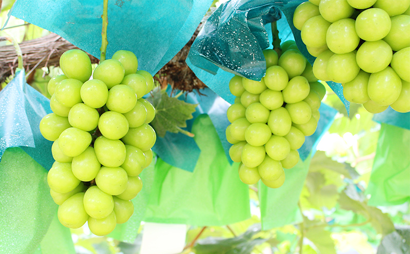 ぶどう 2026年 先行予約 ご家庭用 シャインマスカット 2～3房 約1.2kg ブドウ シャイン マスカット 葡萄 岡山 国産 フルーツ 果物