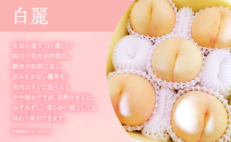 桃 2026年 先行予約 岡山県産 白麗 贈答用 1.5kg(4～6玉) 朝採れ 農家直送 限定20箱