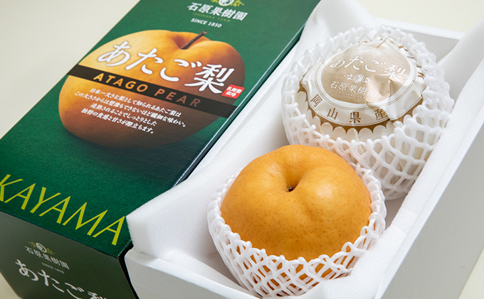 梨 2025年 先行予約 あたご梨 2玉 (1玉 約750g) 化粧箱【11月下旬～12月中旬頃発送】  ナシ なし 岡山県産 国産 フルーツ 果物 ギフト 石原果樹園