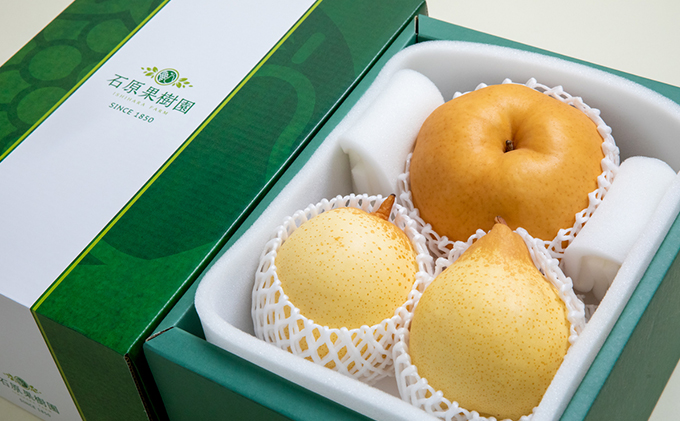 梨 2025年 先行予約 あたご梨・鴨梨（ヤーリー）詰合せ あたご1～2玉 鴨梨2玉 合計約2kg 贈答箱【11月下旬～12月中旬頃発送】  ナシ なし 岡山県産 国産 フルーツ 果物 ギフト 石原果樹園