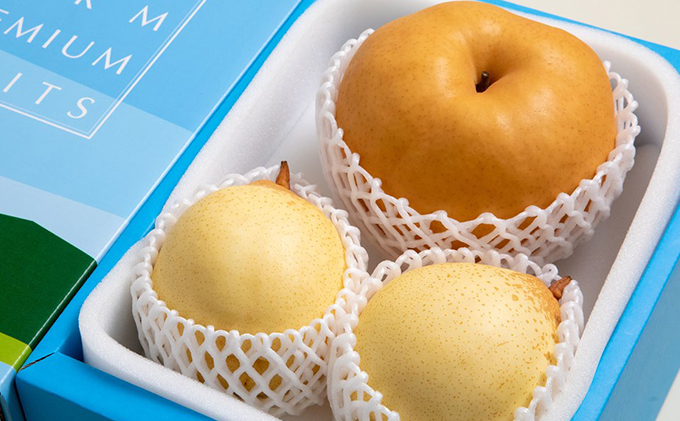 梨 2025年 先行予約 備前横綱梨（あたご梨） 1玉( 1～1.4kg)・備前乙女梨（鴨梨） 2～3玉 詰合せ 合計約2.0kg【11月下旬～12月中旬頃発送】  岡山県産 フルーツ ギフト 石原果樹園