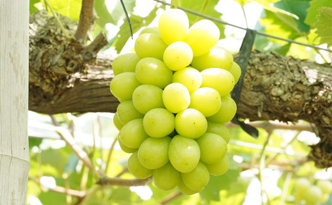 厳選 シャインマスカット 2～3房 合計1.7kg以上 産地直送 朝採れ ぶどう 葡萄 Kawahara Green Farm 岡山県産 2026年 果物 フルーツ 果汁たっぷり ジューシー 種なし