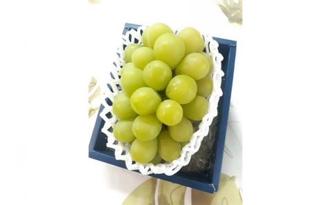 【 2026年 先行予約】 ぶどう 岡山県産 マスカット・オブ・アレキサンドリア 1房（500g以上） 《2026年7月上旬-下旬頃出荷》 葡萄 ブドウ フルーツ 果物 スイーツ 数量限定 期間限定 里庄町 リアム farm