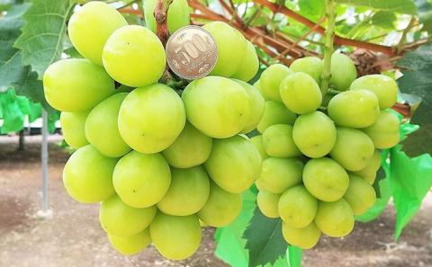 【2025年先行予約】 ぶどう 夏と冬の 贅沢 シャインマスカット 7月と12月に分けて お届け ！ 葡萄 ブドウ 岡山県産 フルーツ 果物 数量限定 期間限定 岡山 里庄町