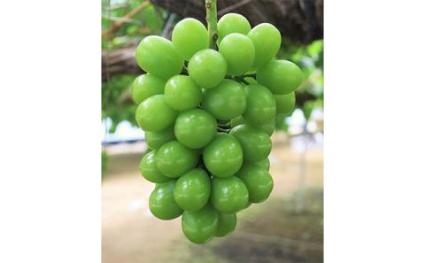 【 2026年 先行予約 】ぶどう 晴れの国 シャインマスカット 1房 定期便 4回 コース 《2026年7月-12月出荷》 葡萄 ブドウ 岡山県産 フルーツ 果物 数量限定 里庄町