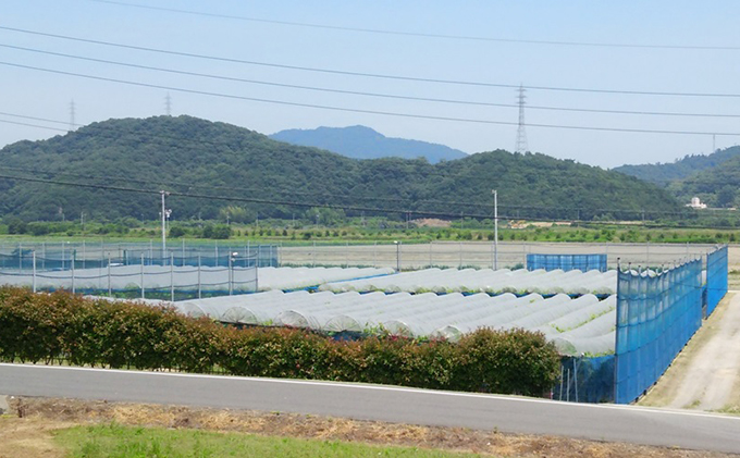 【2026年先行予約】 ぶどう 岡山県産 たたらみねらる シャイ