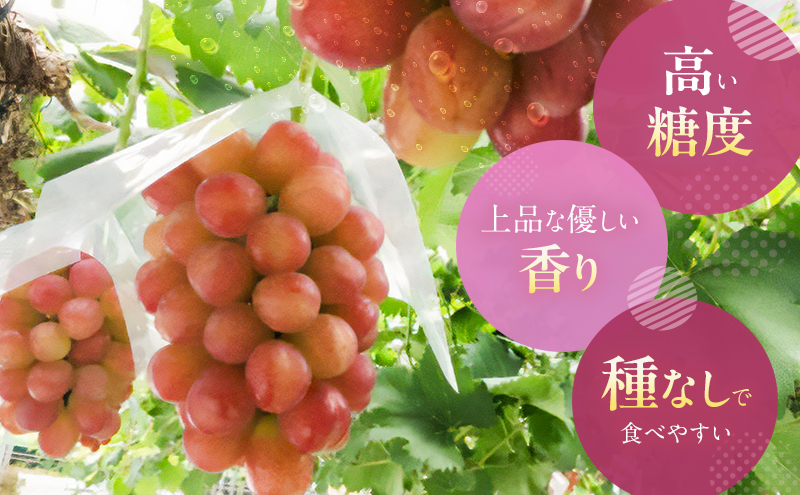 【2026年先行予約】 ぶどう 岡山県産 皮ごと 食べられる マスカット ビオレ 種無し 約2kg （3～5房） 《2026年9月下旬-10月下旬頃出荷》 葡萄 ブドウ フルーツ 果物 数量限定 期間限定 岡山 里庄町