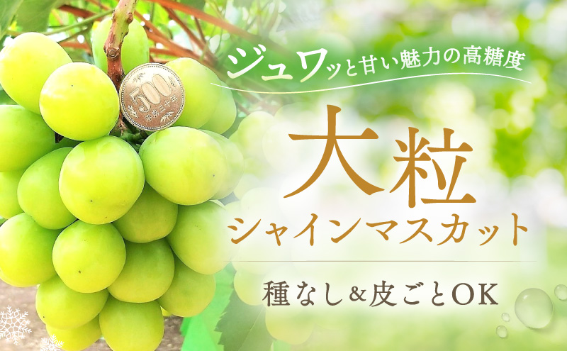 【2025年先行予約】 ぶどう 冬の贅沢 シャインマスカット 1房(700g以上)【11月27日から12月12日の期間に発送】 葡萄 ブドウ 岡山県産 フルーツ 果物 数量限定 期間限定 岡山 里庄町