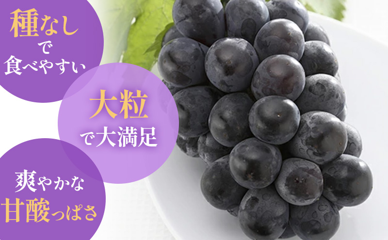 【2026年先行予約】 【特撰】ぶどう 岡山県産 ニューピオーネ （ 種無し ）約1kg（2房）  《2026年8月下旬-9月中旬頃出荷》 葡萄 ブドウ フルーツ 果物 スイーツ 数量限定 期間限定 岡山 里庄町