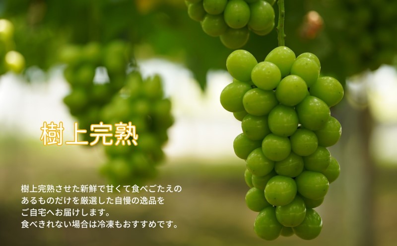 訳あり シャインマスカット 2～3房 合計1.6kg以上 産地直送 朝採れ ぶどう 葡萄 シャイン マスカット 岡山 Kawahara Green Farm 2026年