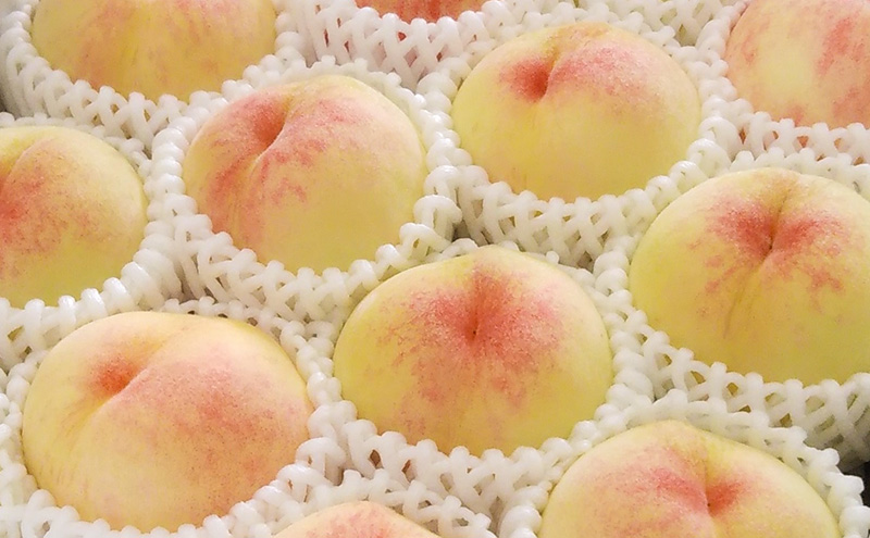 【桃 2026年 先行予約】ご家庭用 白桃 約2kg（5～10玉） もも モモ 岡山県 国産 フルーツ 果物