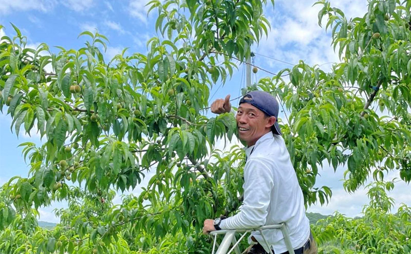 桃 2026年 先行予約 ご家庭用 岡山 白桃 5玉～9玉 2.0kg 前後 もも 岡山県産 国産 フルーツ 果物 雅桃園