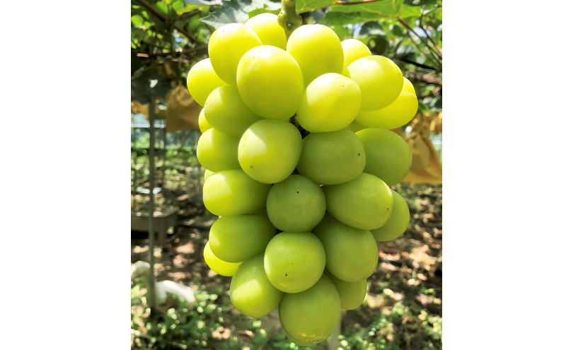 ぶどう 2026年 先行予約 【平均糖度20度】 ご家庭用 農家こだわりの シャイン マスカット 2～3房 合計約1.2kg ブドウ 葡萄 岡山県産 国産 フルーツ 果物 【 Nini farm 農家 直送 】