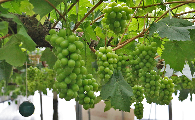 【2026年先行予約】 ぶどう 夏の贅沢 シャインマスカット 2房(1.4kg以上：1房700g以上×2箱）【7月10日から7月30日までに発送】 葡萄 ブドウ 岡山県産 フルーツ 果物 数量限定 期間限定 岡山 里庄町