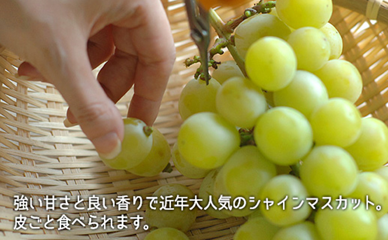 桃 ぶどう 2026年 白桃 晩生種 2玉 シャイン マスカット 1房 合計約1.0kg もも 葡萄 岡山県産 国産 フルーツ 果物 ギフト